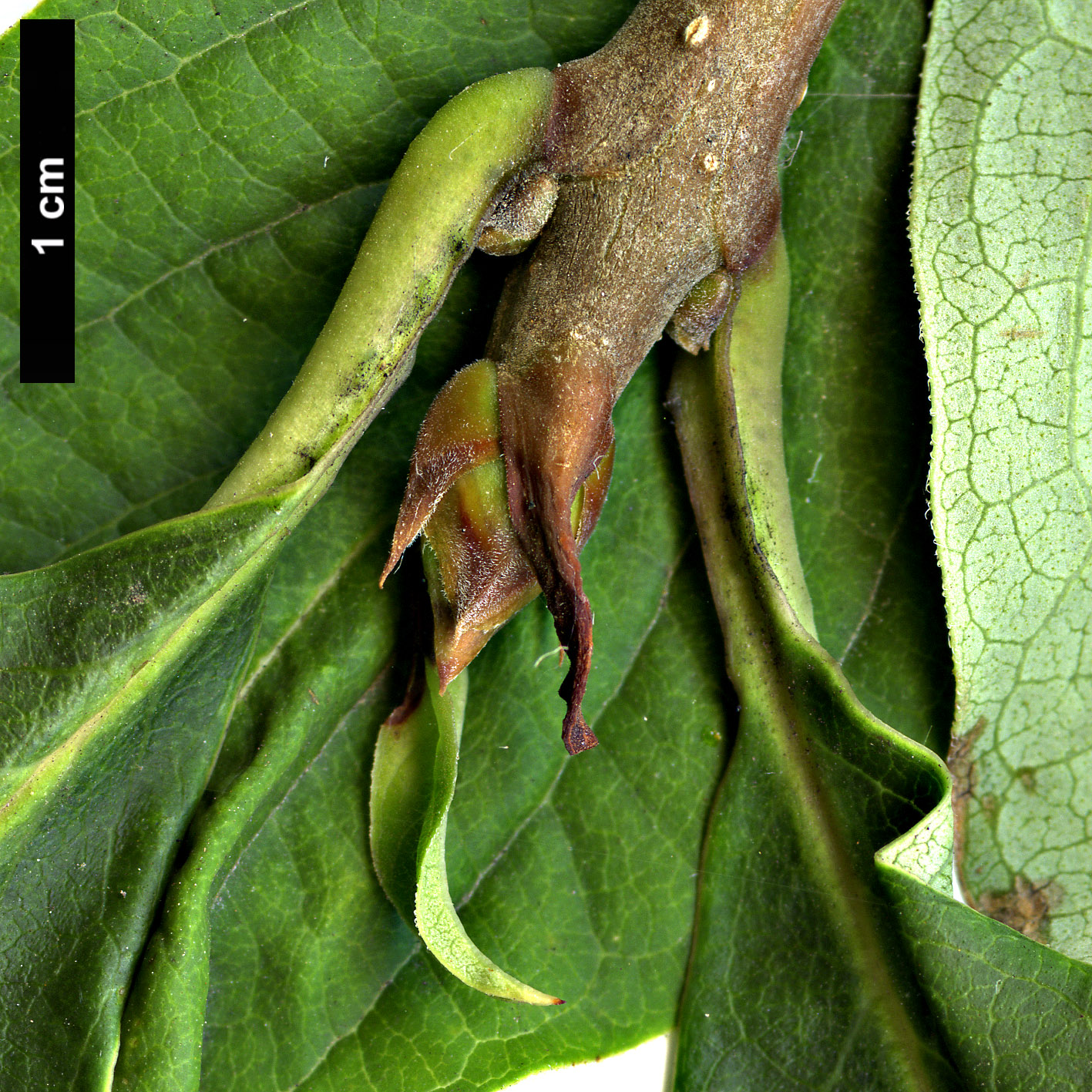 High resolution image: Family: Oleaceae - Genus: Syringa - Taxon: villosa - SpeciesSub: 'Alba'