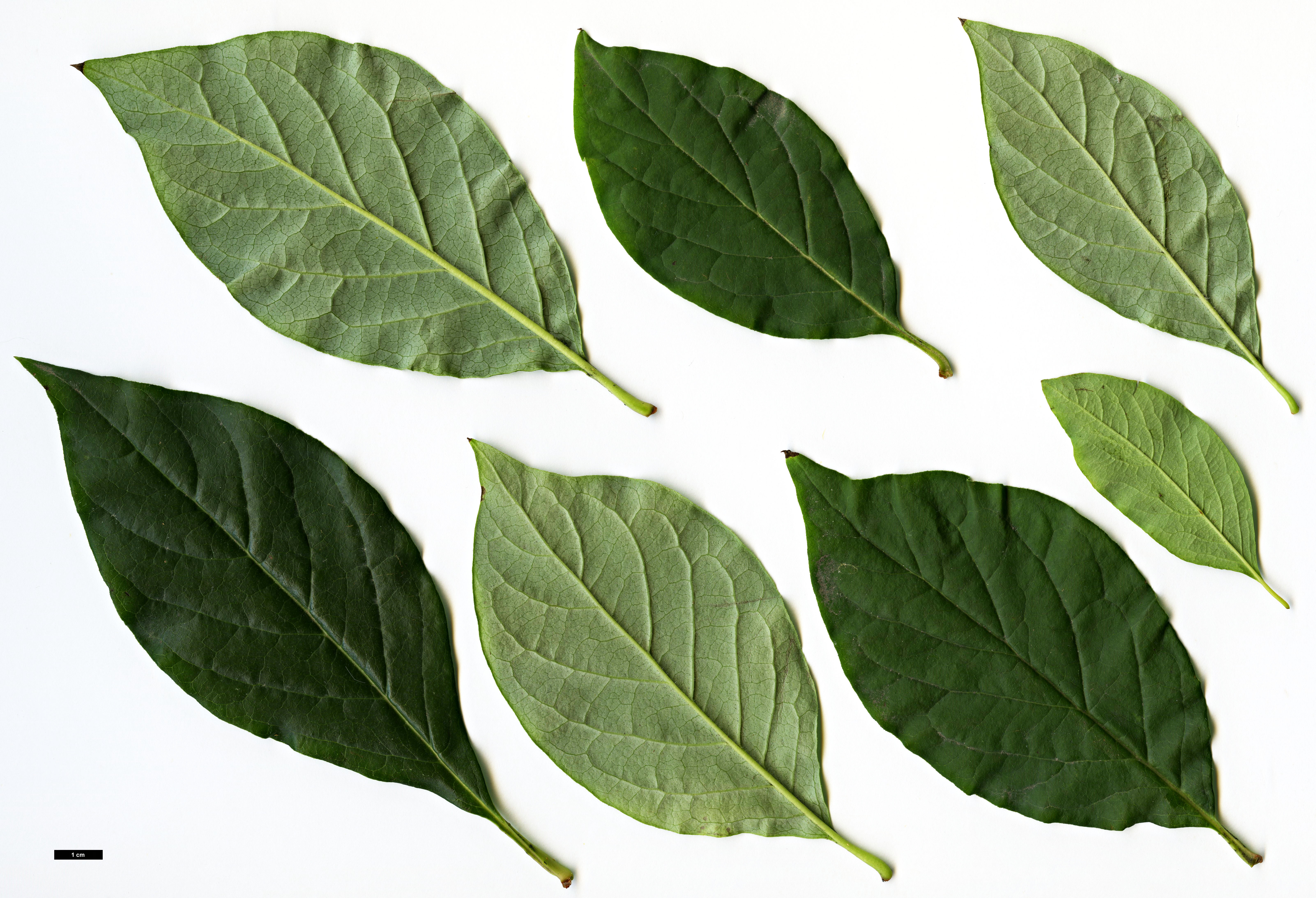 High resolution image: Family: Oleaceae - Genus: Syringa - Taxon: villosa