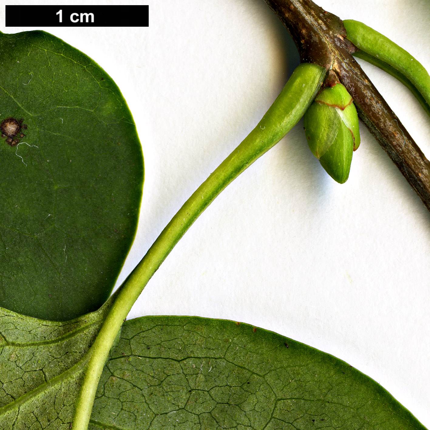 High resolution image: Family: Oleaceae - Genus: Syringa - Taxon: vulgaris