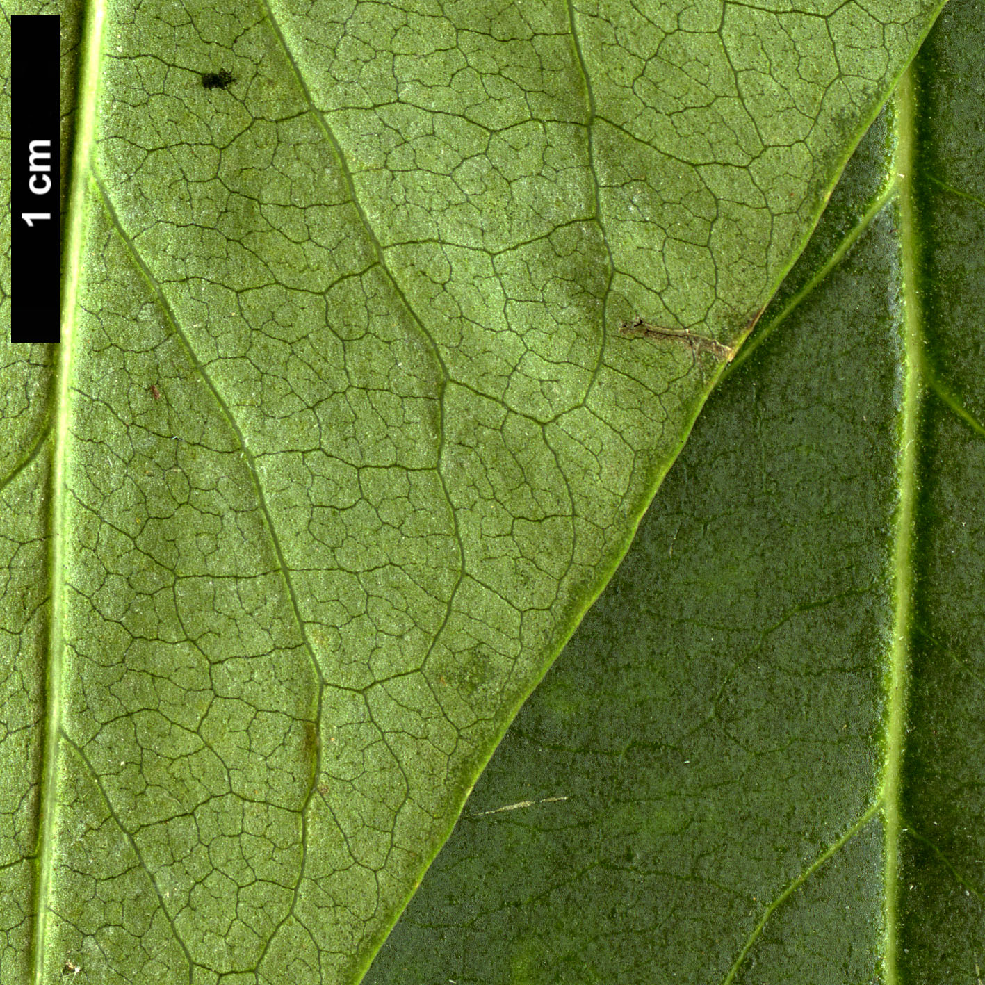 High resolution image: Family: Oleaceae - Genus: Syringa - Taxon: vulgaris