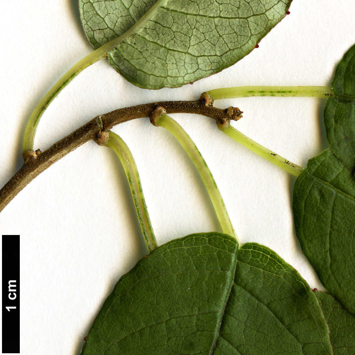 High resolution image: Family: Onagraceae - Genus: Fuchsia - Taxon: colensoi