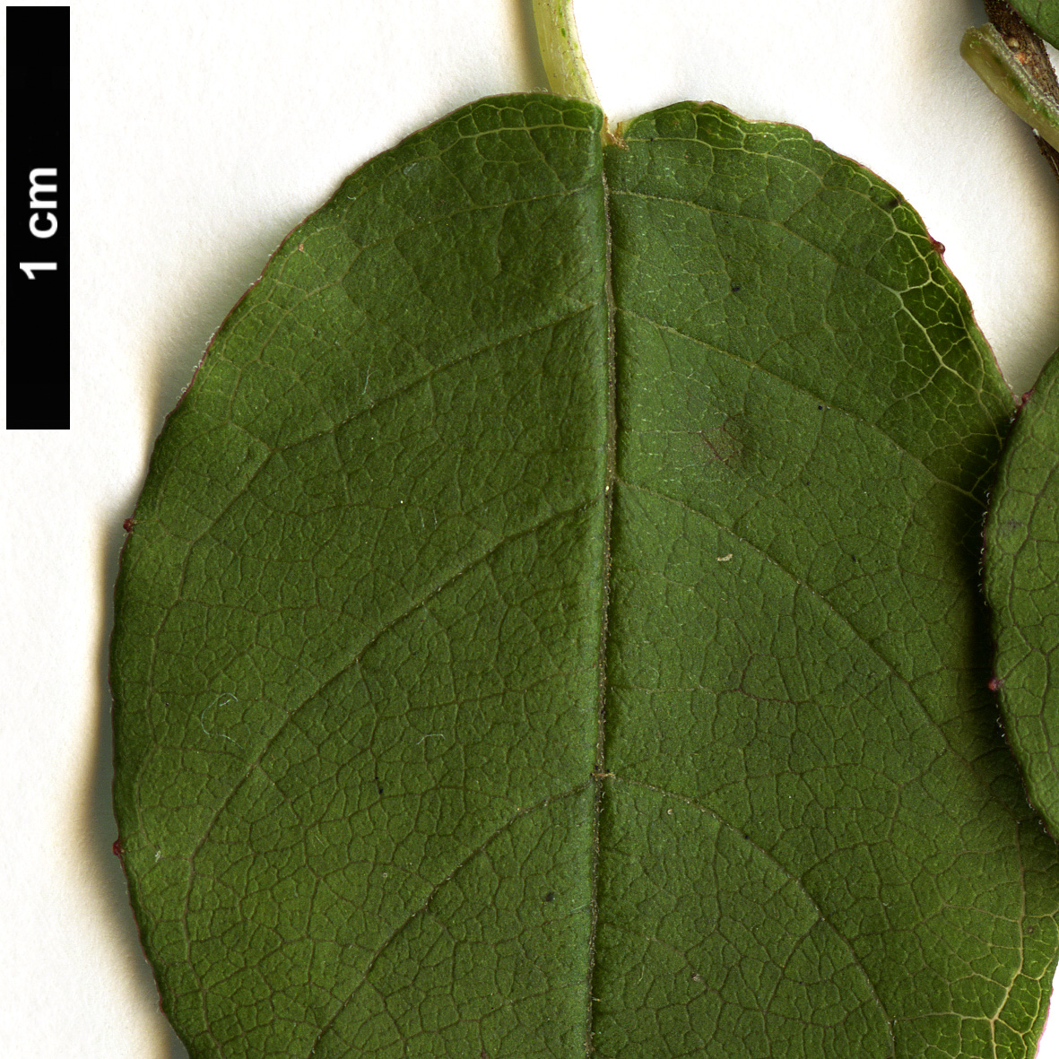 High resolution image: Family: Onagraceae - Genus: Fuchsia - Taxon: colensoi