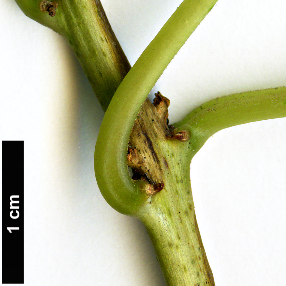 High resolution image: Family: Onagraceae - Genus: Fuchsia - Taxon: excorticata