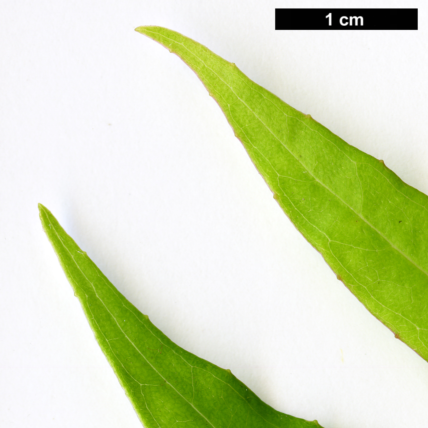 High resolution image: Family: Onagraceae - Genus: Fuchsia - Taxon: hatschbachii