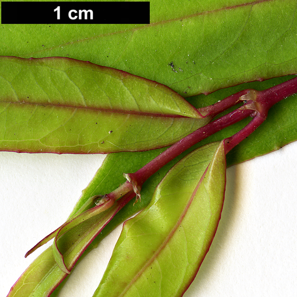 High resolution image: Family: Onagraceae - Genus: Fuchsia - Taxon: hatschbachii