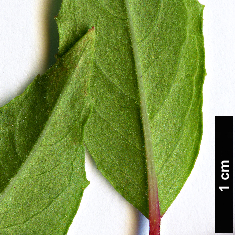 High resolution image: Family: Onagraceae - Genus: Fuchsia - Taxon: magellanica