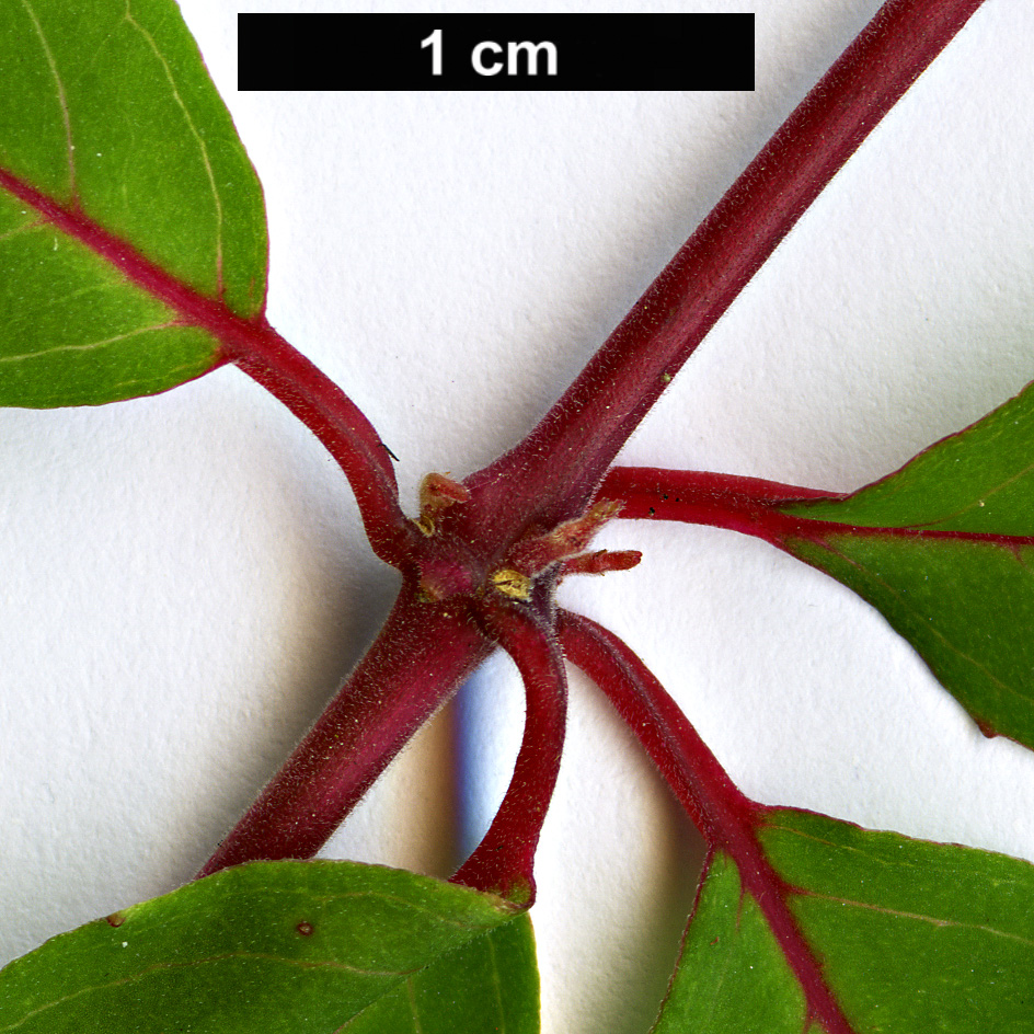 High resolution image: Family: Onagraceae - Genus: Fuchsia - Taxon: magellanica