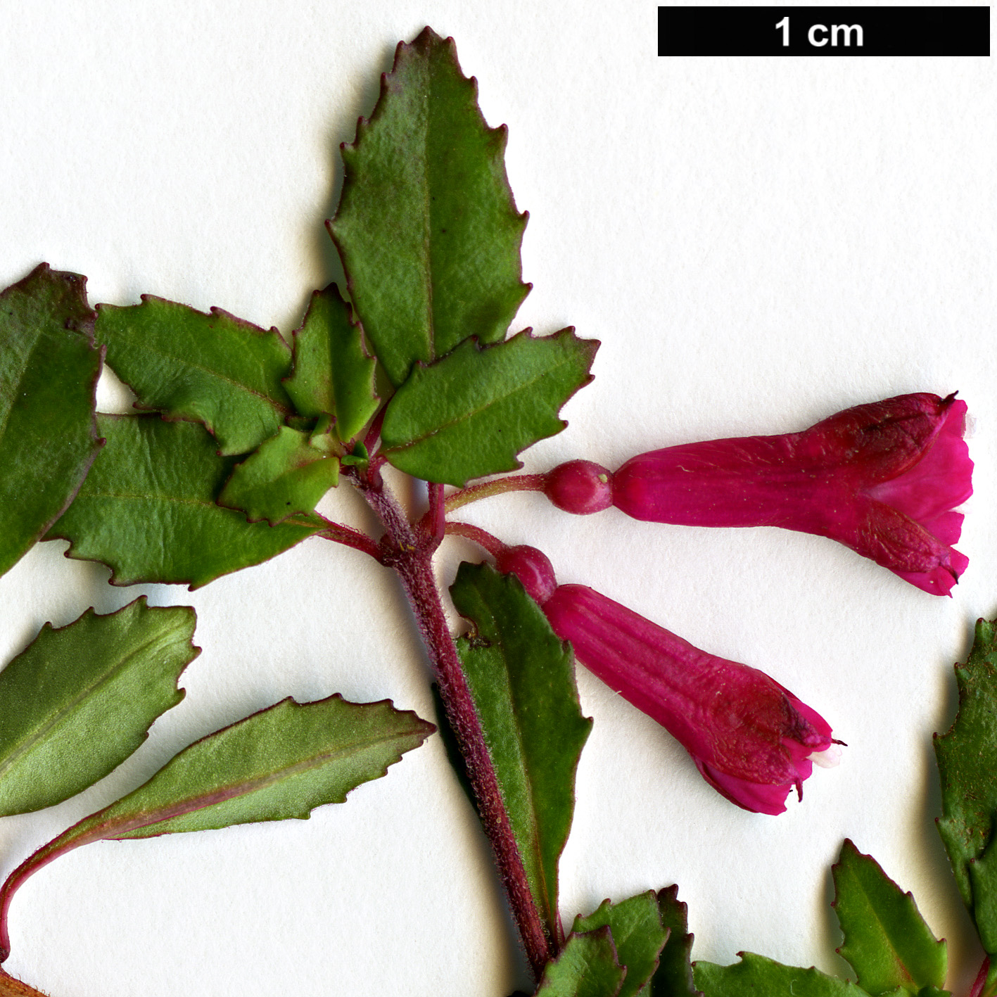 High resolution image: Family: Onagraceae - Genus: Fuchsia - Taxon: microphylla