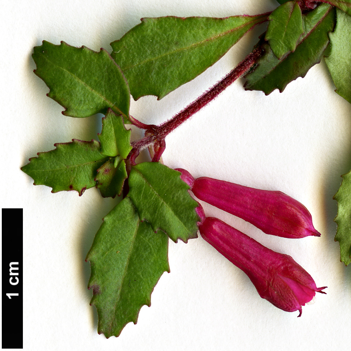 High resolution image: Family: Onagraceae - Genus: Fuchsia - Taxon: microphylla
