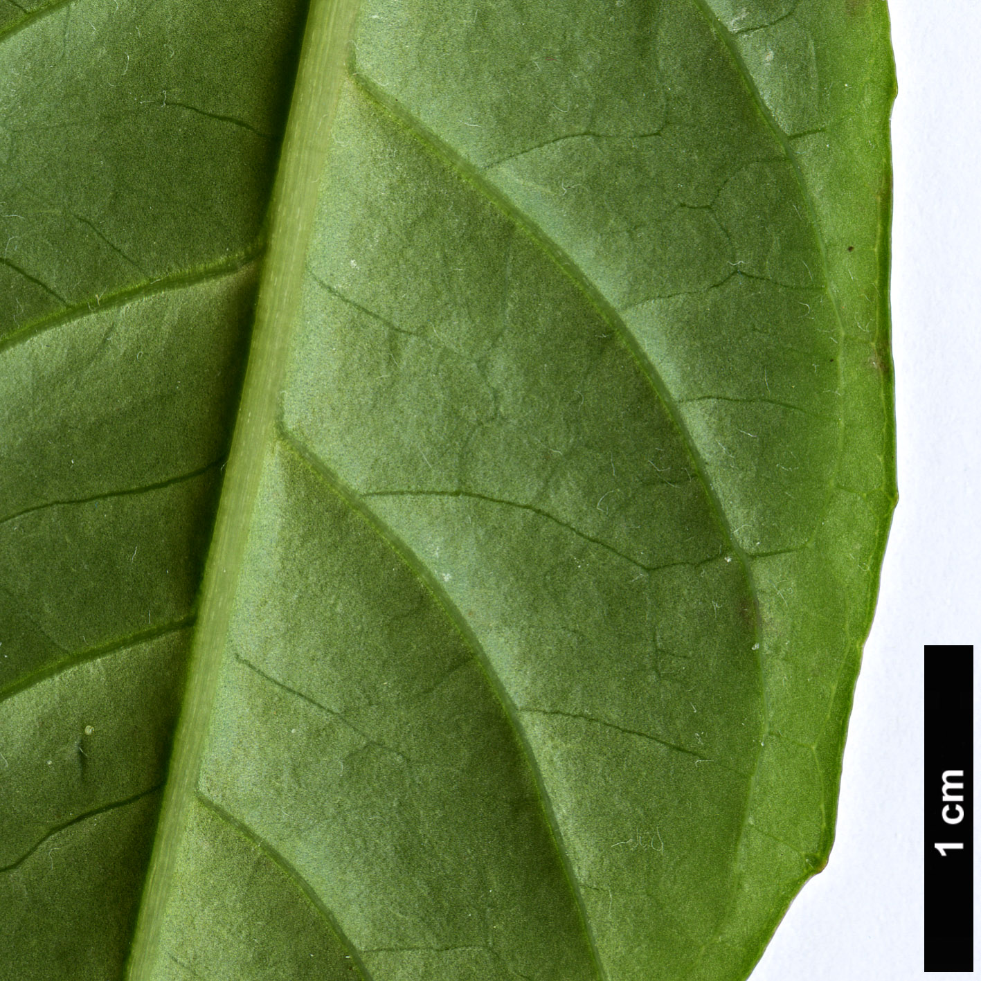 High resolution image: Family: Onagraceae - Genus: Fuchsia - Taxon: paniculata