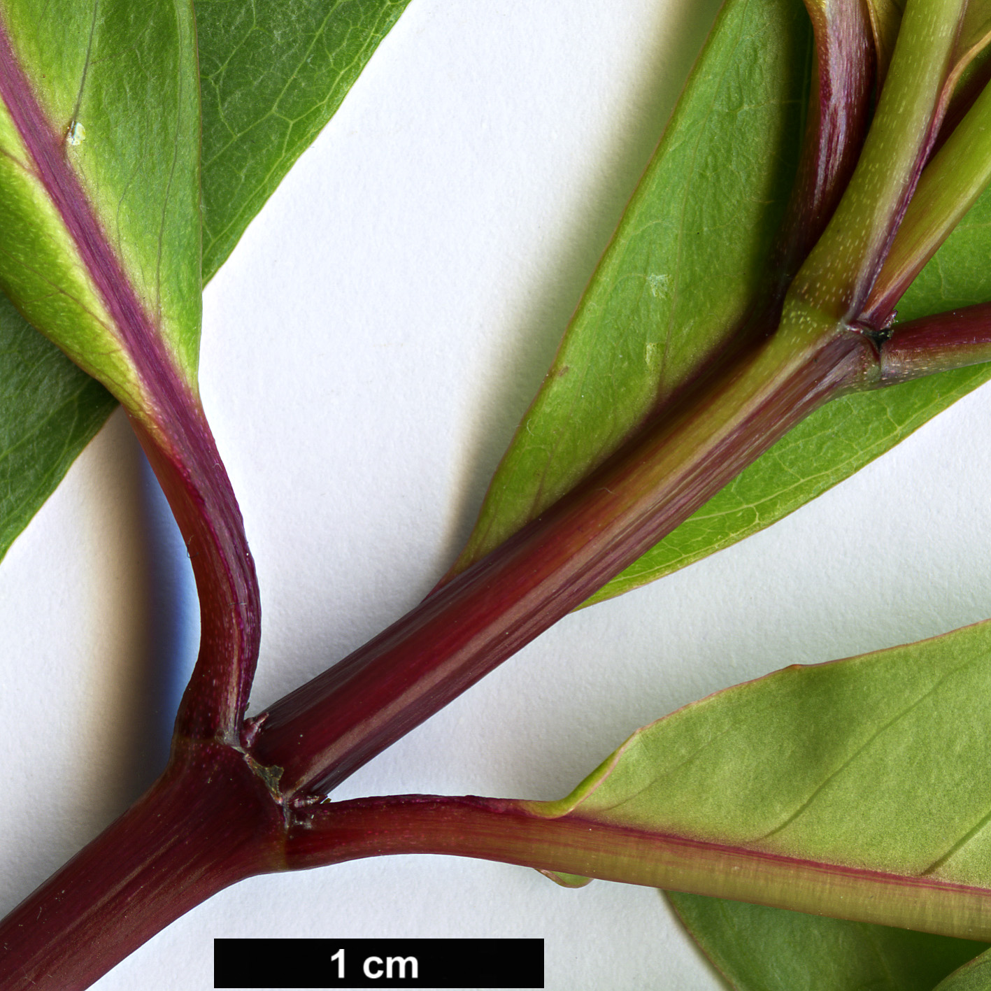 High resolution image: Family: Onagraceae - Genus: Fuchsia - Taxon: paniculata