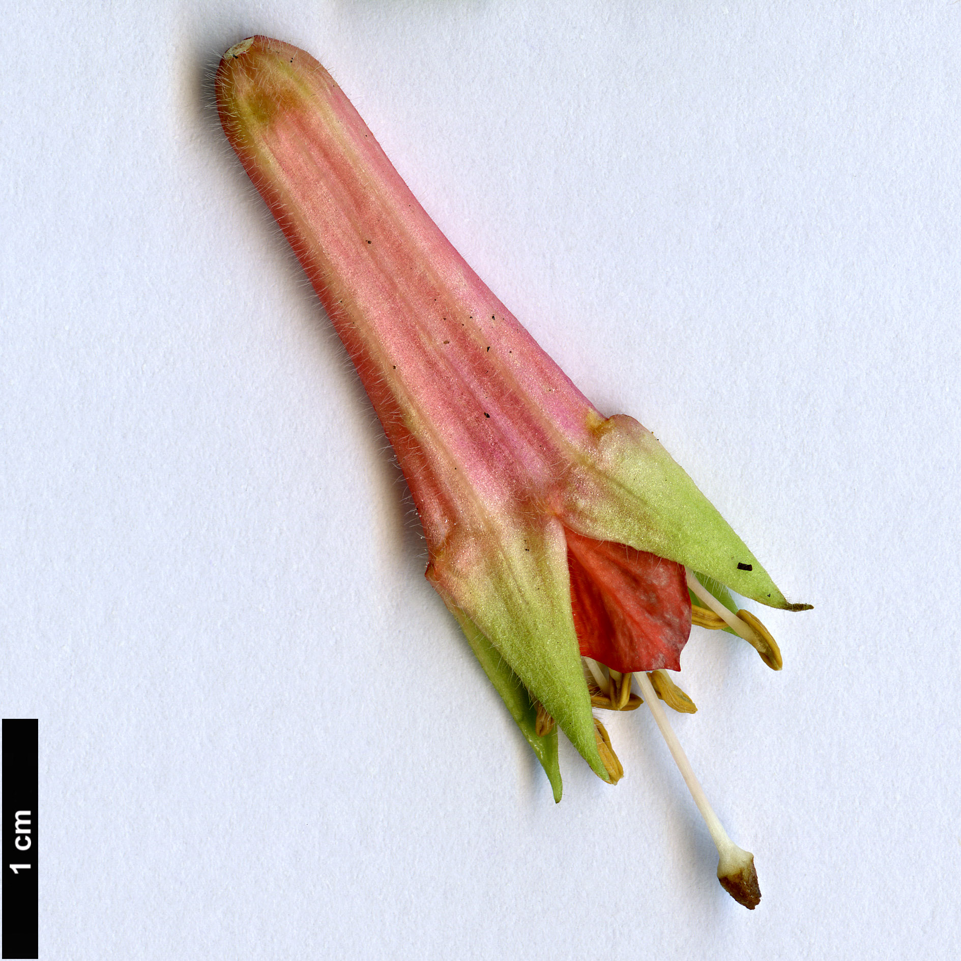 High resolution image: Family: Onagraceae - Genus: Fuchsia - Taxon: splendens
