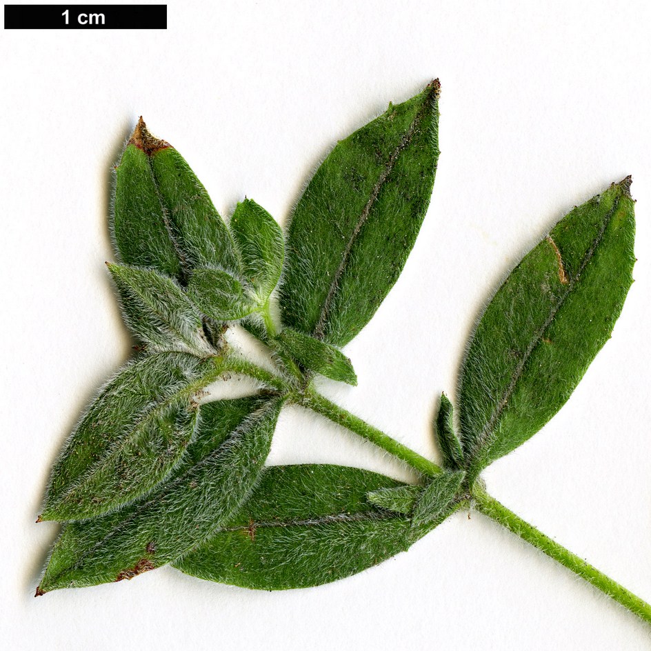 High resolution image: Family: Onagraceae - Genus: Zauschneria - Taxon: californica