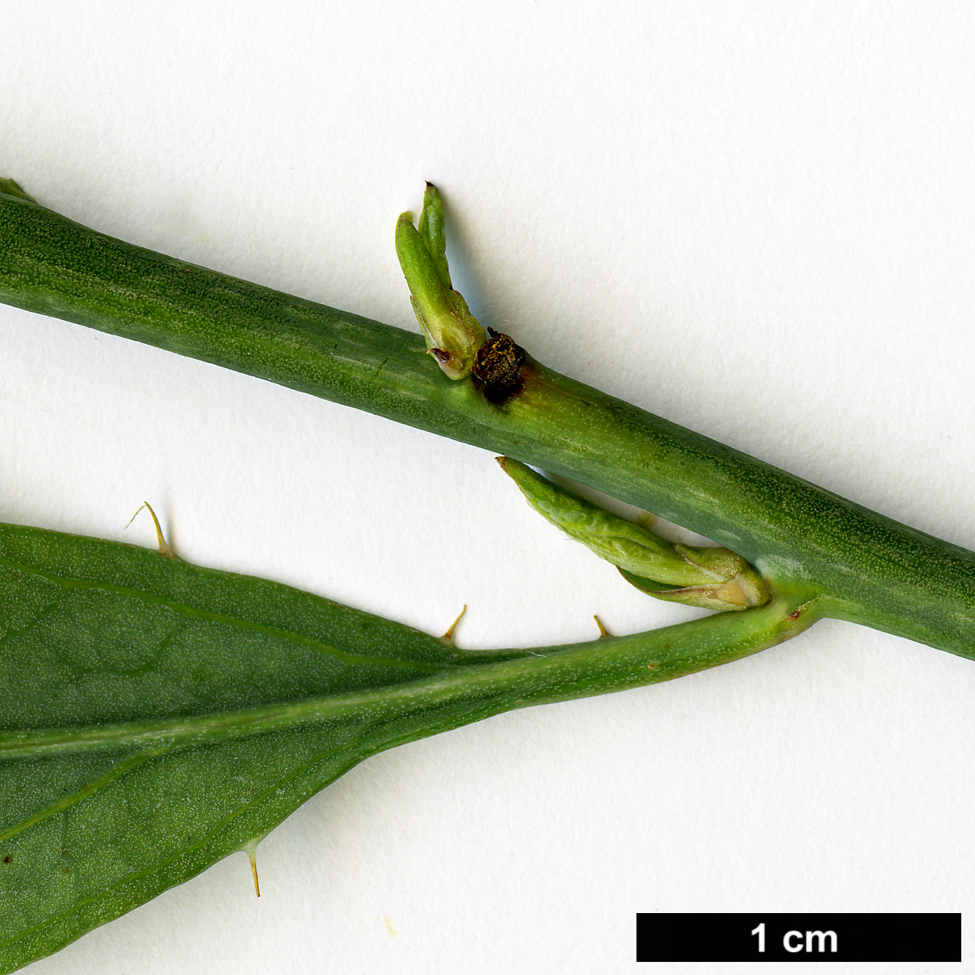 High resolution image: Family: Papaveraceae - Genus: Romneya - Taxon: coulteri