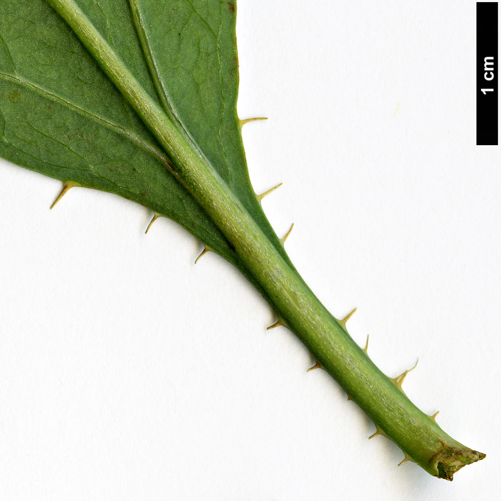 High resolution image: Family: Papaveraceae - Genus: Romneya - Taxon: coulteri