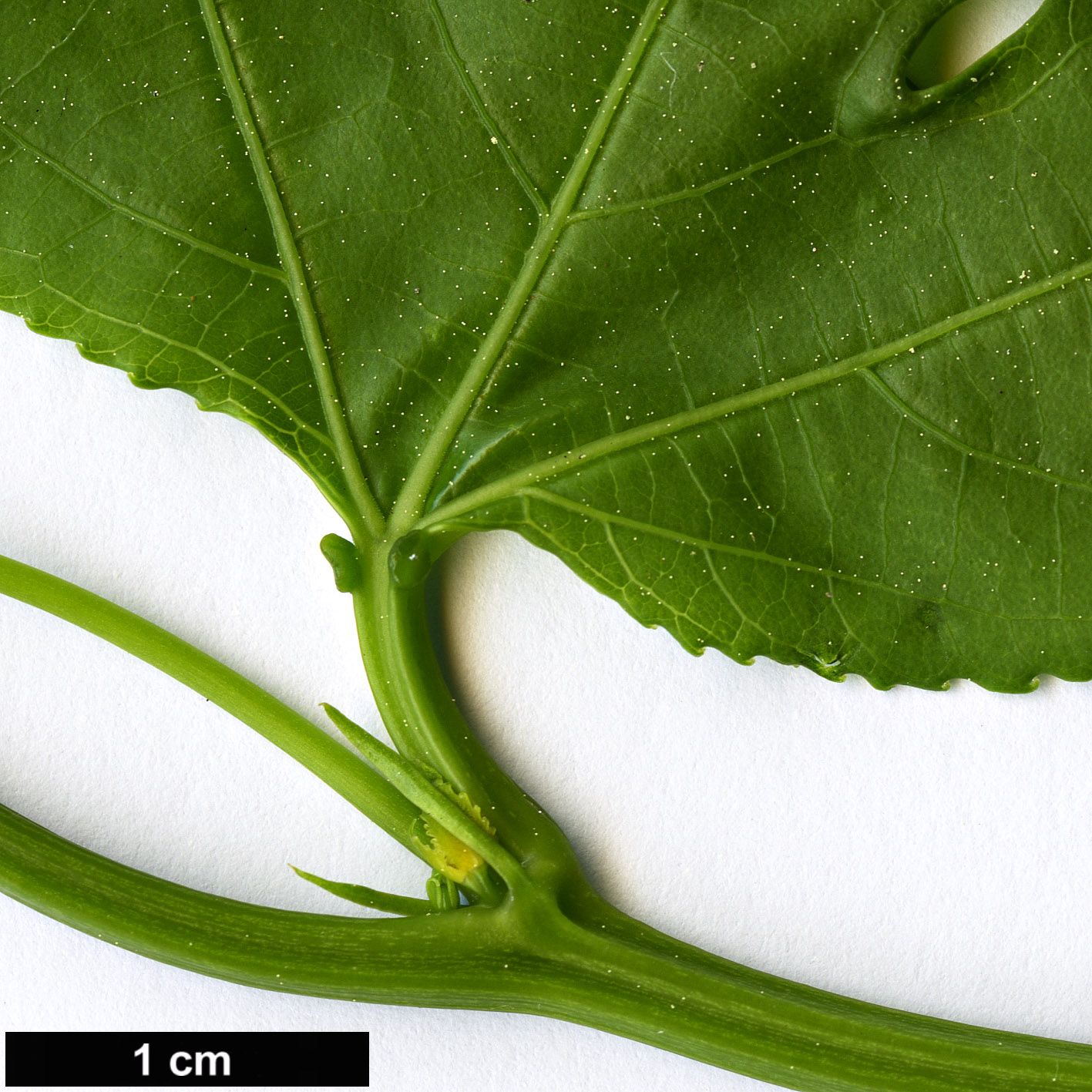 High resolution image: Family: Passifloraceae - Genus: Passiflora - Taxon: edulis