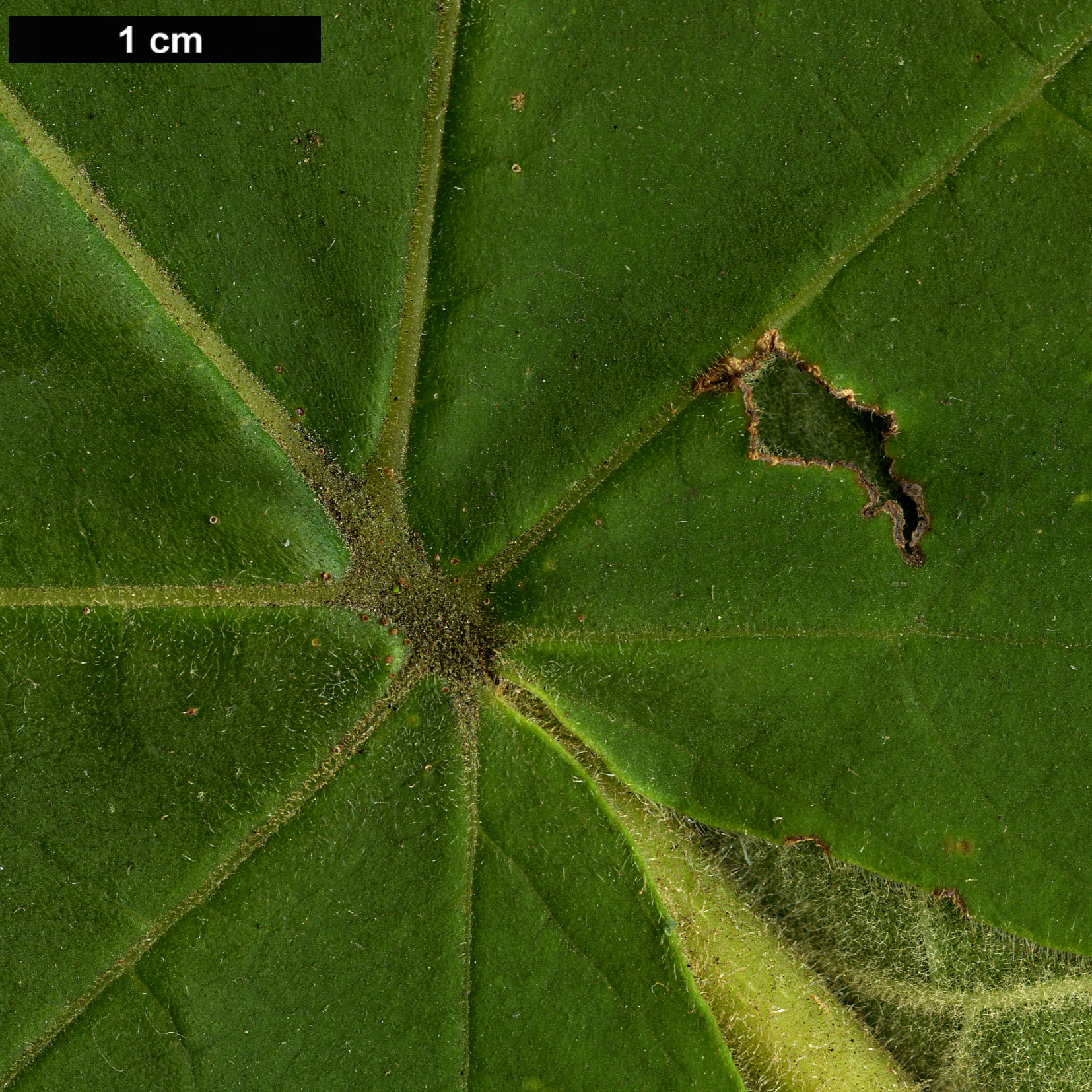 High resolution image: Family: Paulowniaceae - Genus: Paulownia - Taxon: coreana