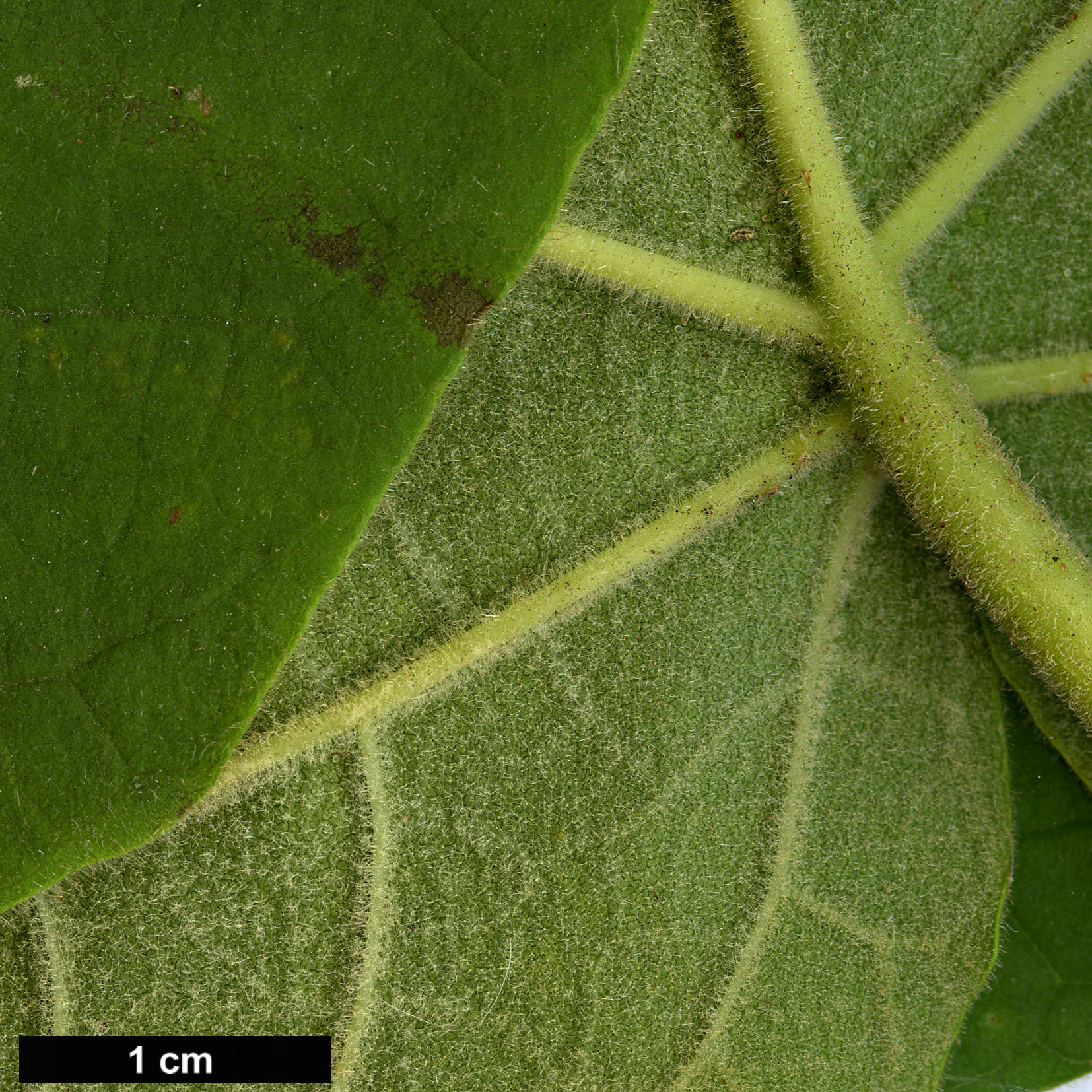 High resolution image: Family: Paulowniaceae - Genus: Paulownia - Taxon: coreana