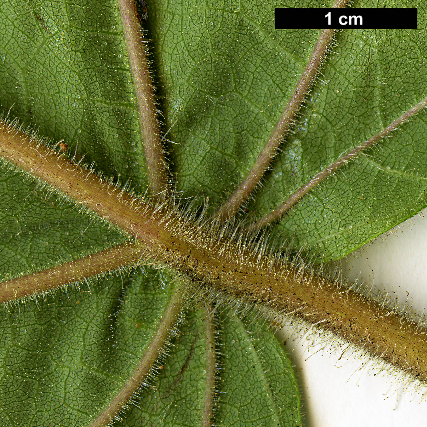 High resolution image: Family: Paulowniaceae - Genus: Paulownia - Taxon: kawakamii