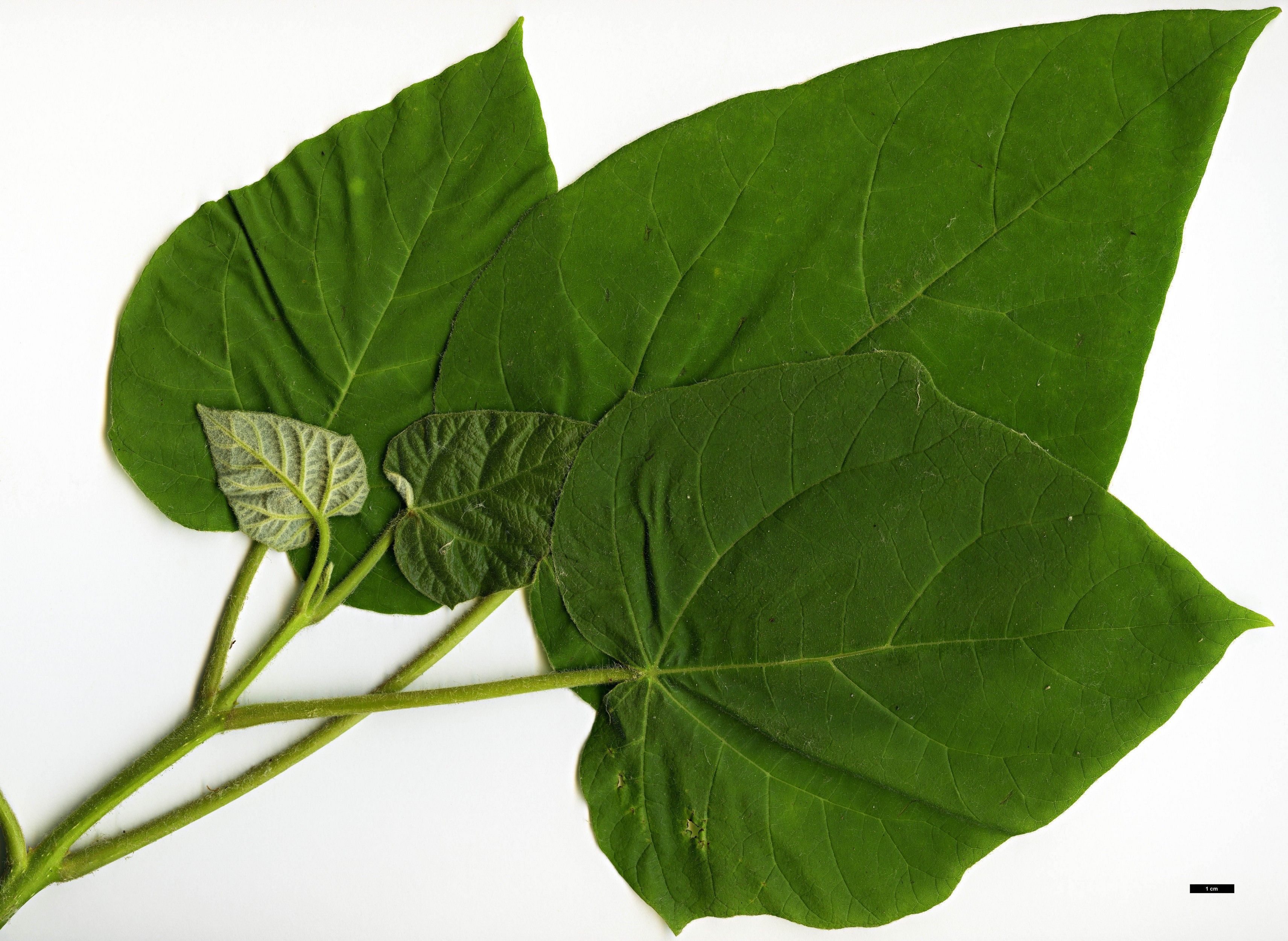High resolution image: Family: Paulowniaceae - Genus: Paulownia - Taxon: tomentosa