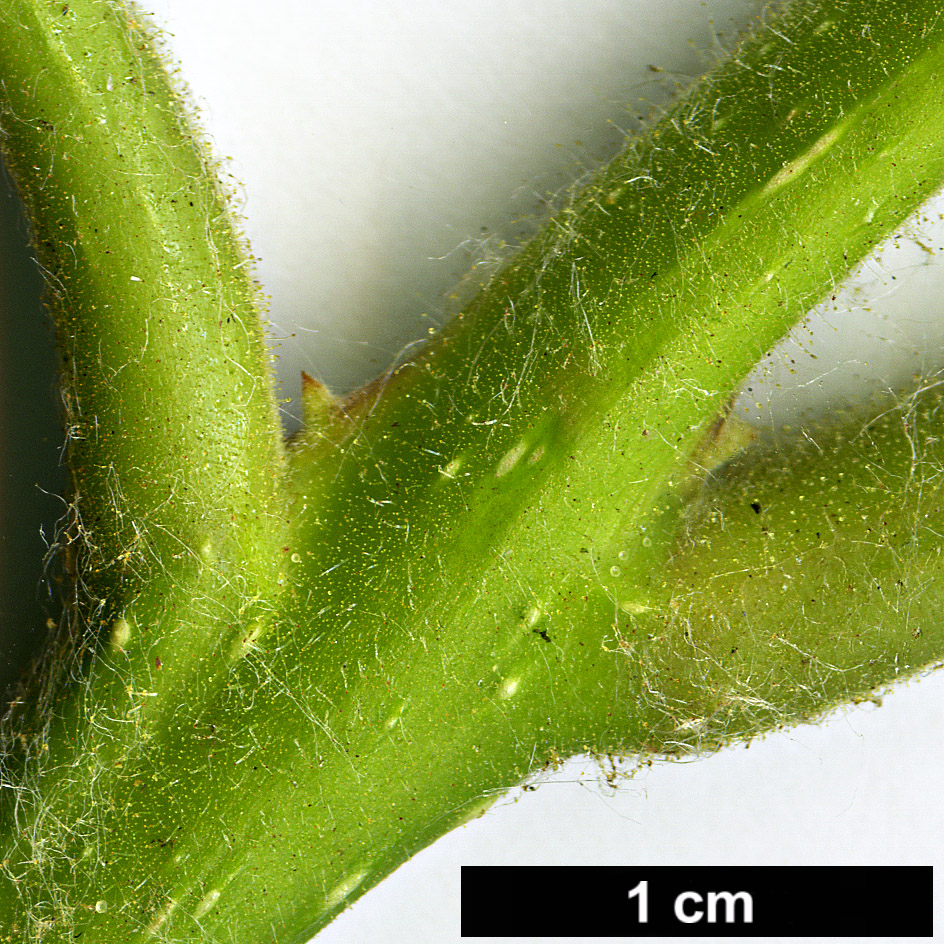 High resolution image: Family: Paulowniaceae - Genus: Paulownia - Taxon: tomentosa