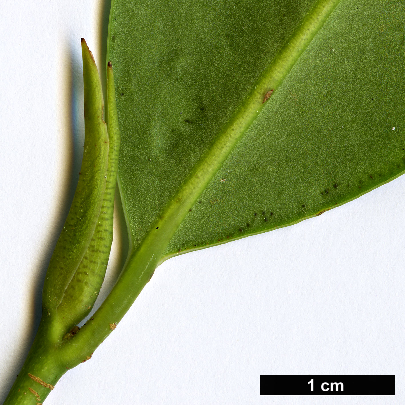 High resolution image: Family: Pentaphylacaceae - Genus: Adinandra - Taxon: milletii