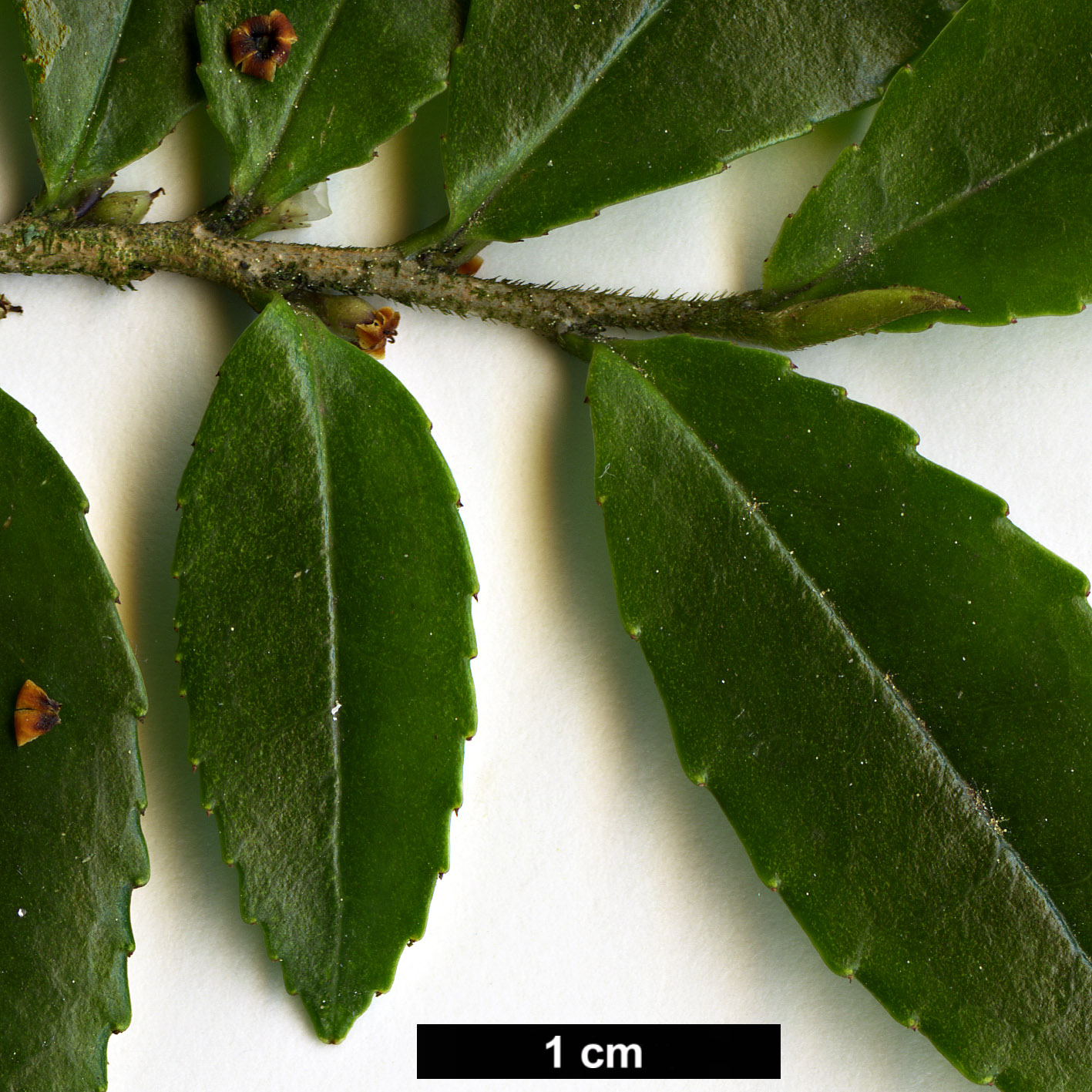 High resolution image: Family: Pentaphylacaceae - Genus: Eurya - Taxon: crenatifolia