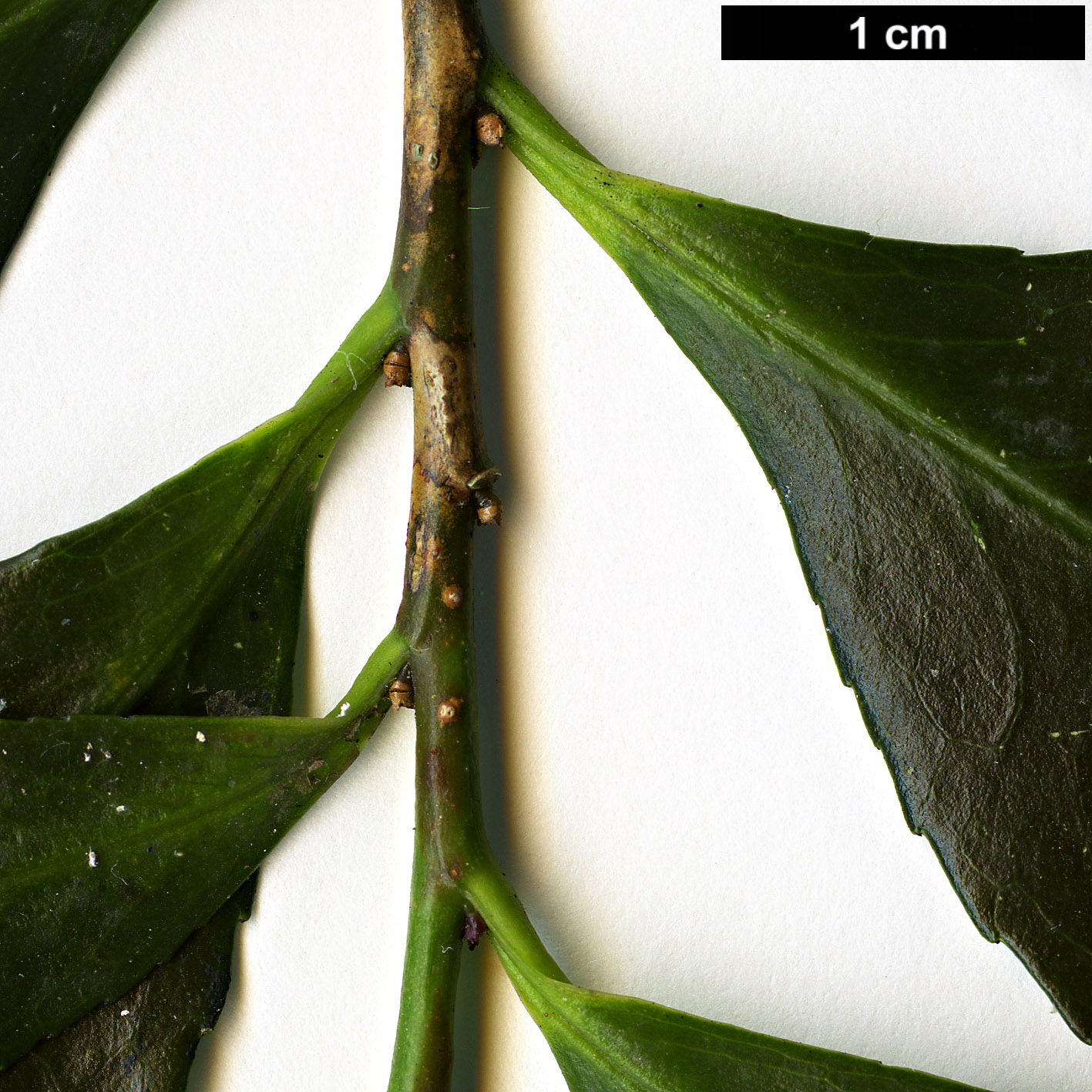 High resolution image: Family: Pentaphylacaceae - Genus: Eurya - Taxon: japonica