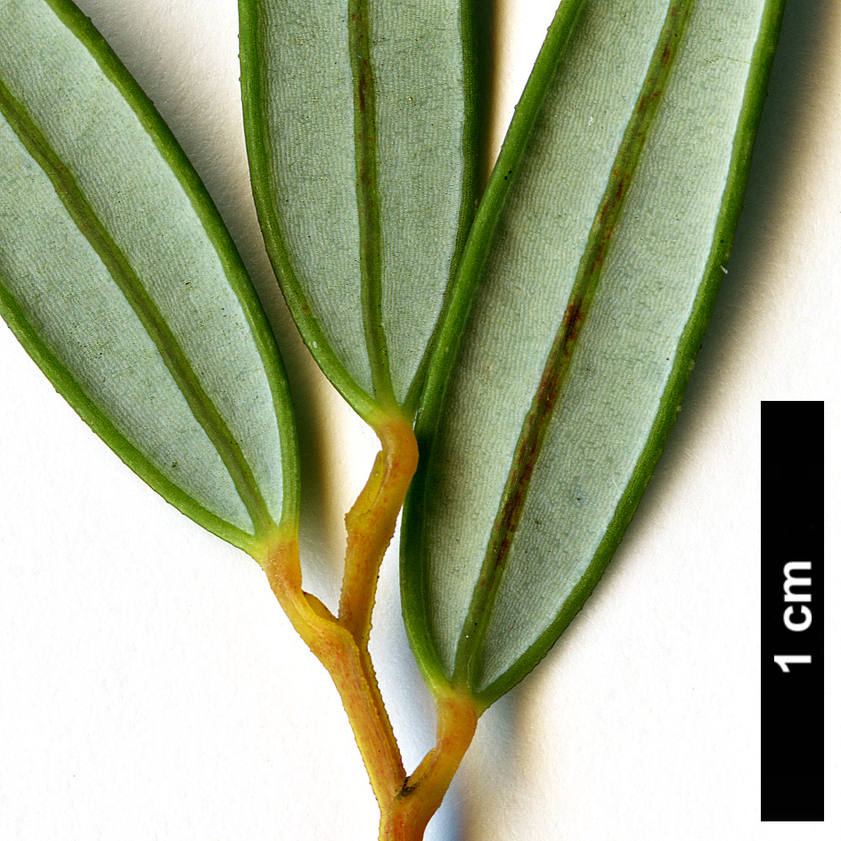 High resolution image: Family: Philesiaceae - Genus: Philesia - Taxon: magellanica