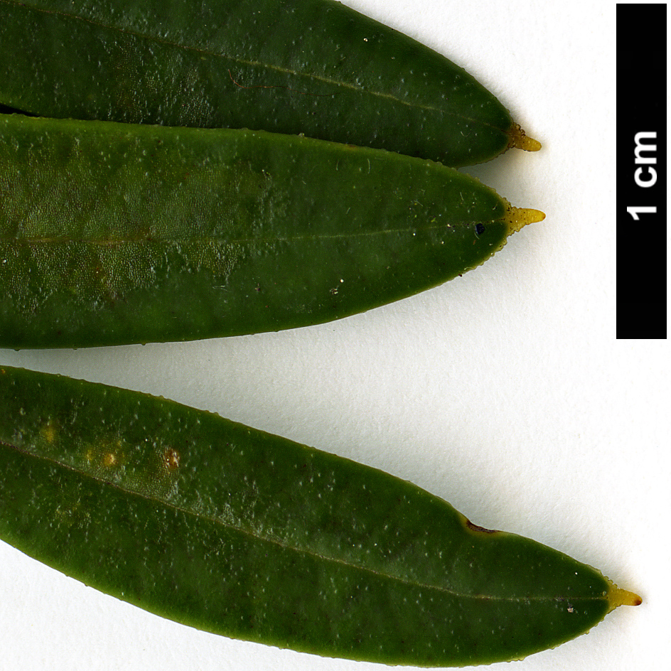 High resolution image: Family: Philesiaceae - Genus: Philesia - Taxon: magellanica