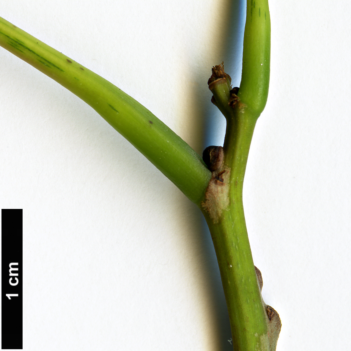 High resolution image: Family: Phyllanthaceae - Genus: Bischofia - Taxon: polycarpa
