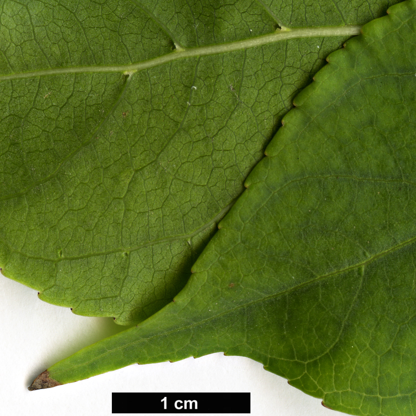 High resolution image: Family: Phyllanthaceae - Genus: Bischofia - Taxon: polycarpa