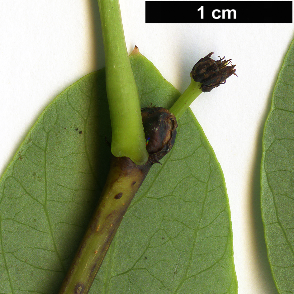 High resolution image: Family: Phyllanthaceae - Genus: Flueggea - Taxon: suffruticosa