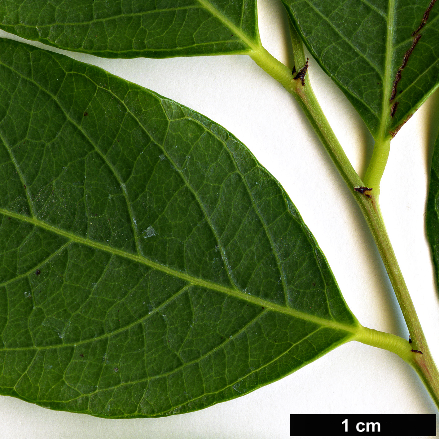 High resolution image: Family: Phyllanthaceae - Genus: Flueggea - Taxon: suffruticosa