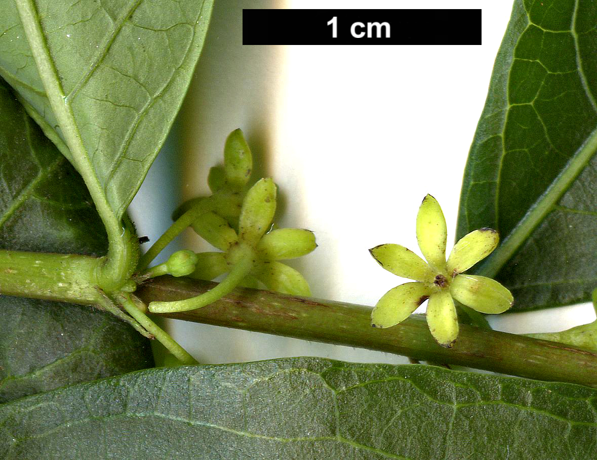 High resolution image: Family: Phyllanthaceae - Genus: Glochidion - Taxon: puberum