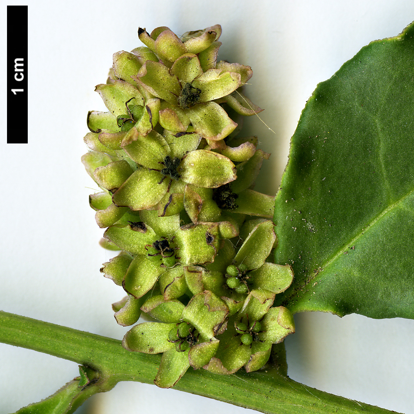 High resolution image: Family: Phytolaccaceae - Genus: Ercilla - Taxon: volubilis