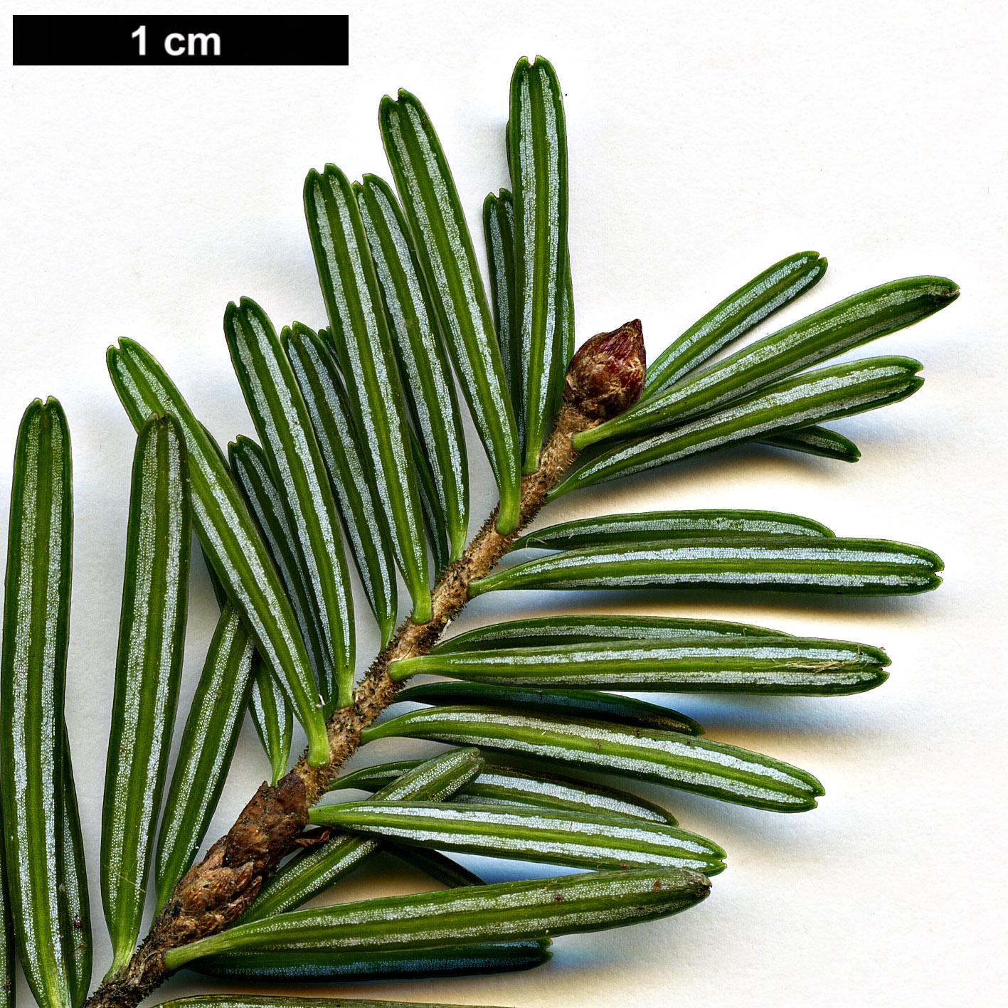 High resolution image: Family: Pinaceae - Genus: Abies - Taxon: alba