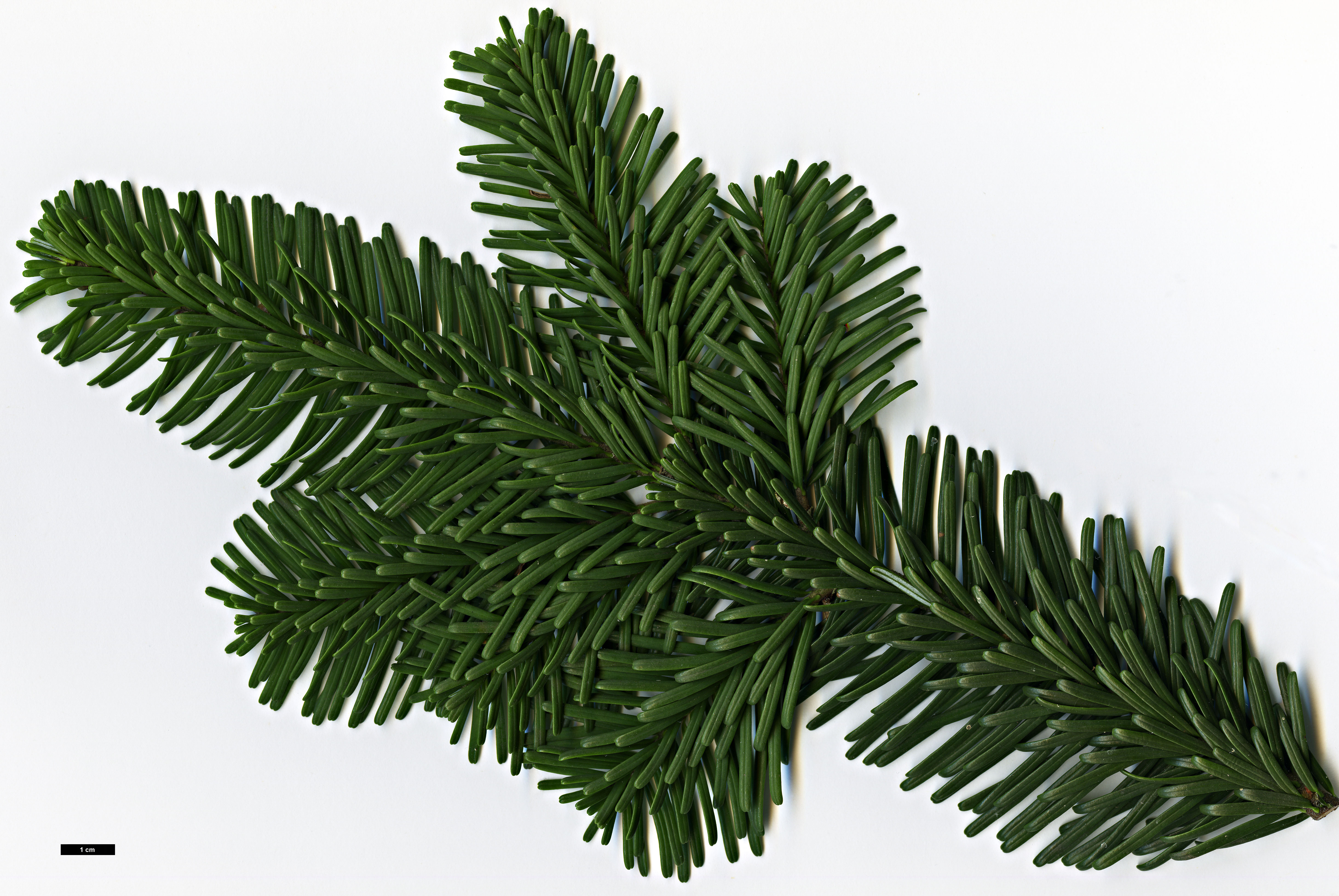 High resolution image: Family: Pinaceae - Genus: Abies - Taxon: amabilis