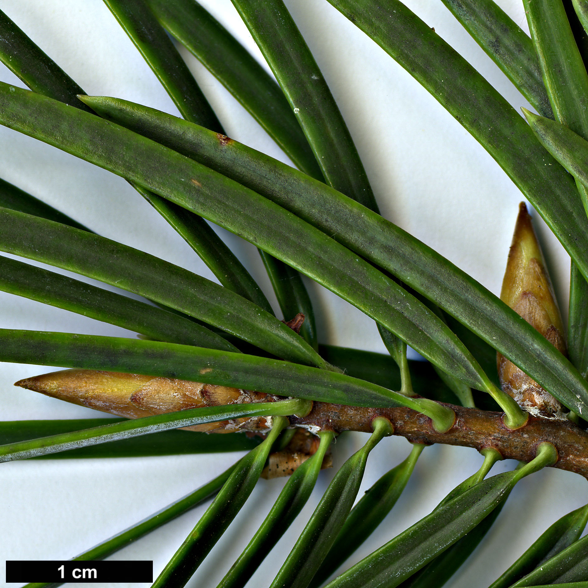 High resolution image: Family: Pinaceae - Genus: Abies - Taxon: bracteata
