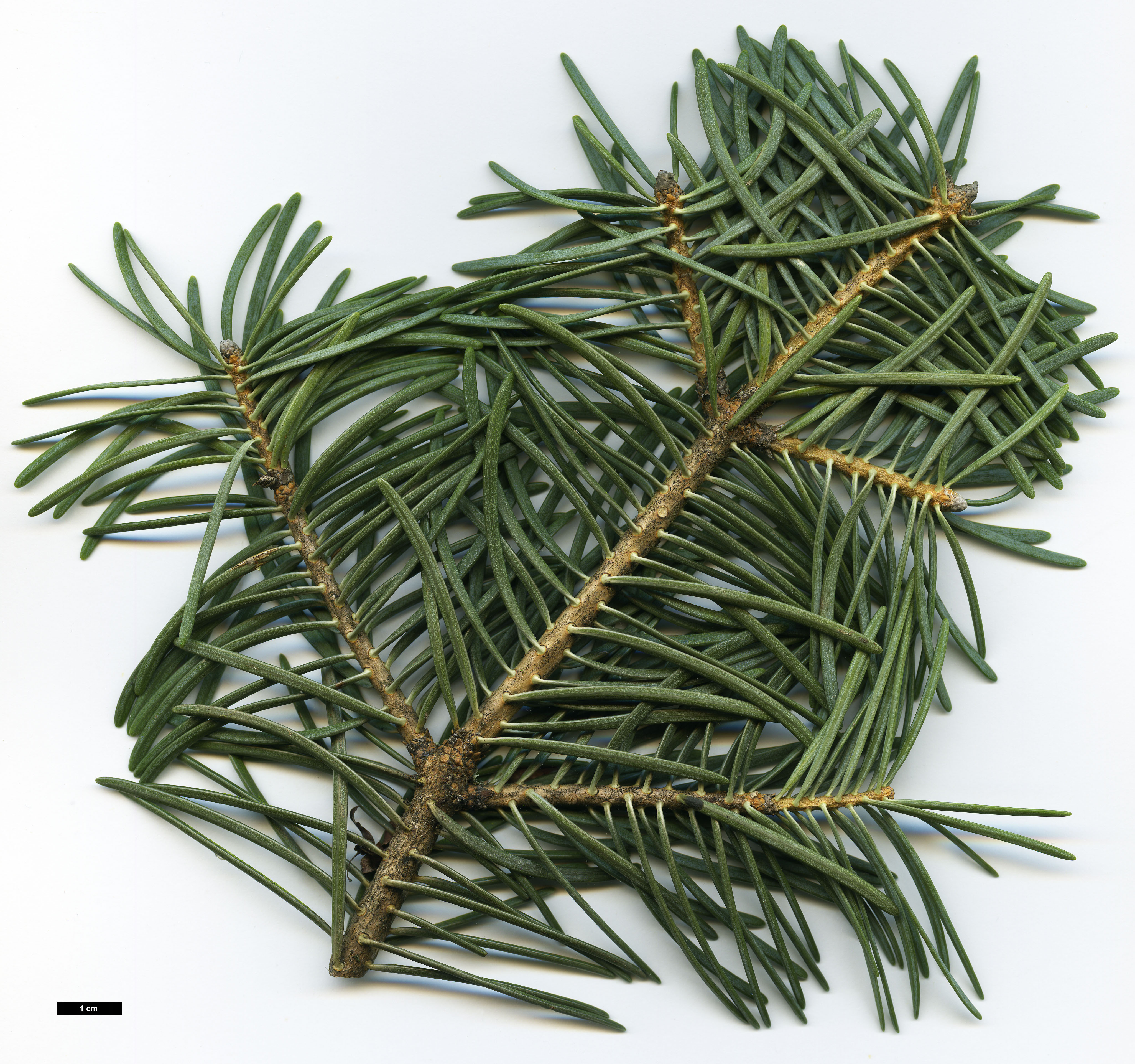 High resolution image: Family: Pinaceae - Genus: Abies - Taxon: concolor - SpeciesSub: 'Compacta'