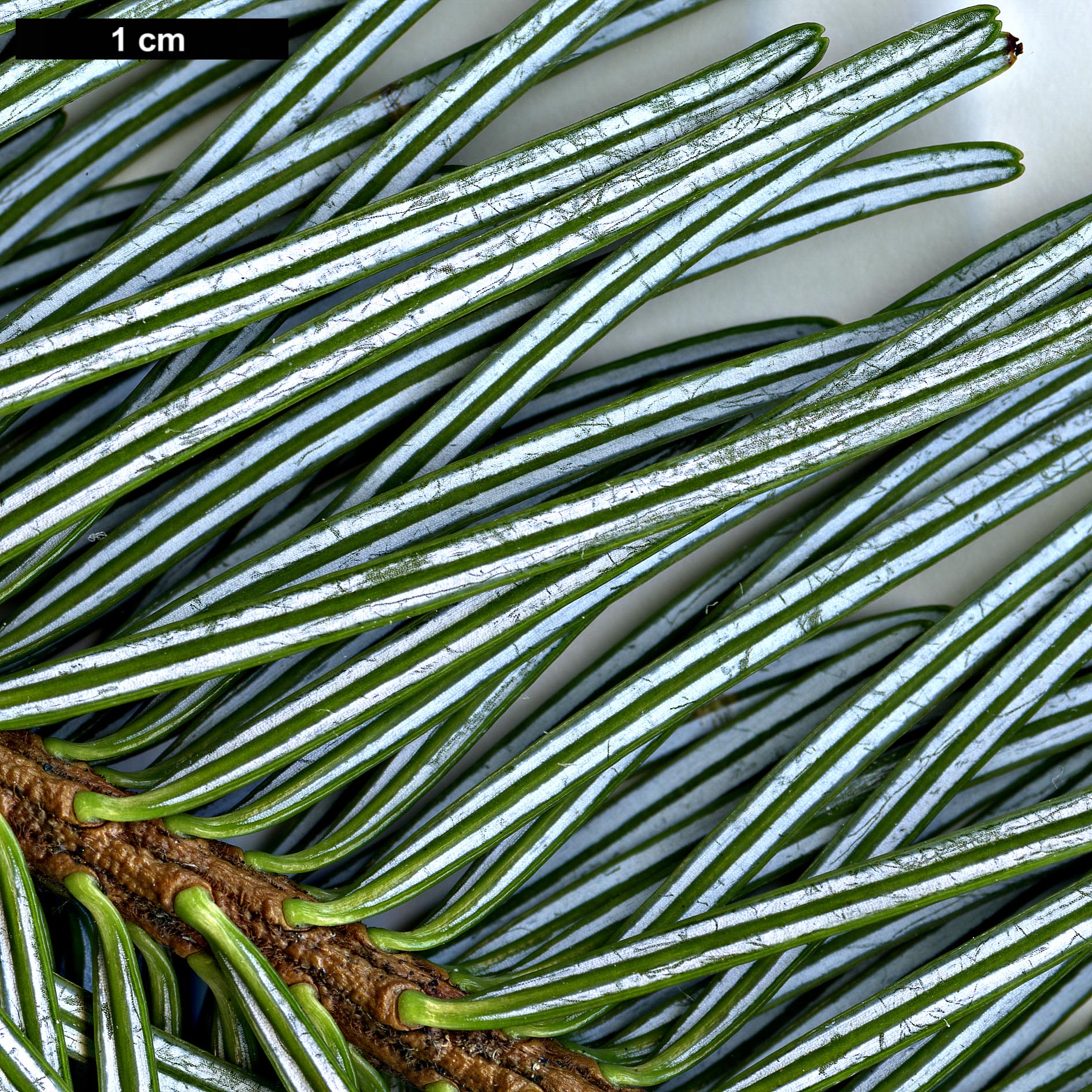 High resolution image: Family: Pinaceae - Genus: Abies - Taxon: densa