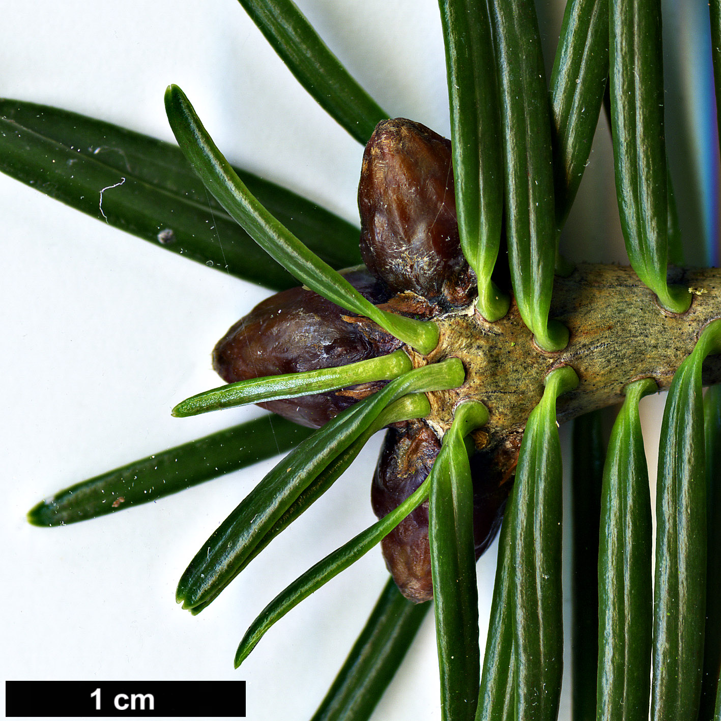 High resolution image: Family: Pinaceae - Genus: Abies - Taxon: densa