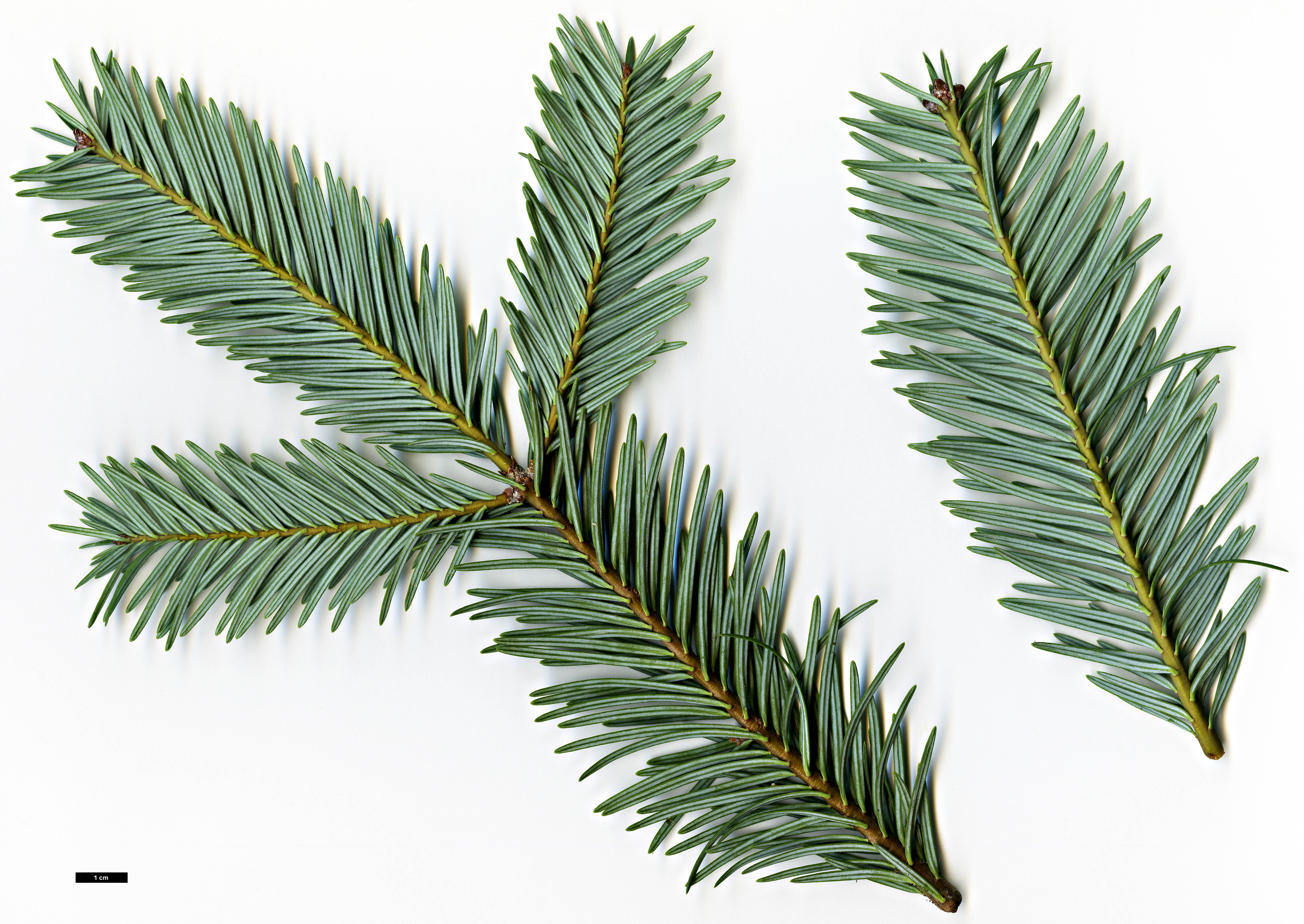 High resolution image: Family: Pinaceae - Genus: Abies - Taxon: durangensis