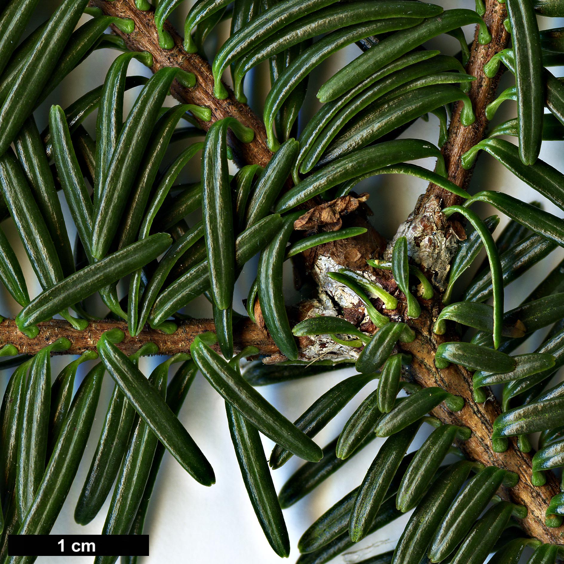High resolution image: Family: Pinaceae - Genus: Abies - Taxon: fabri