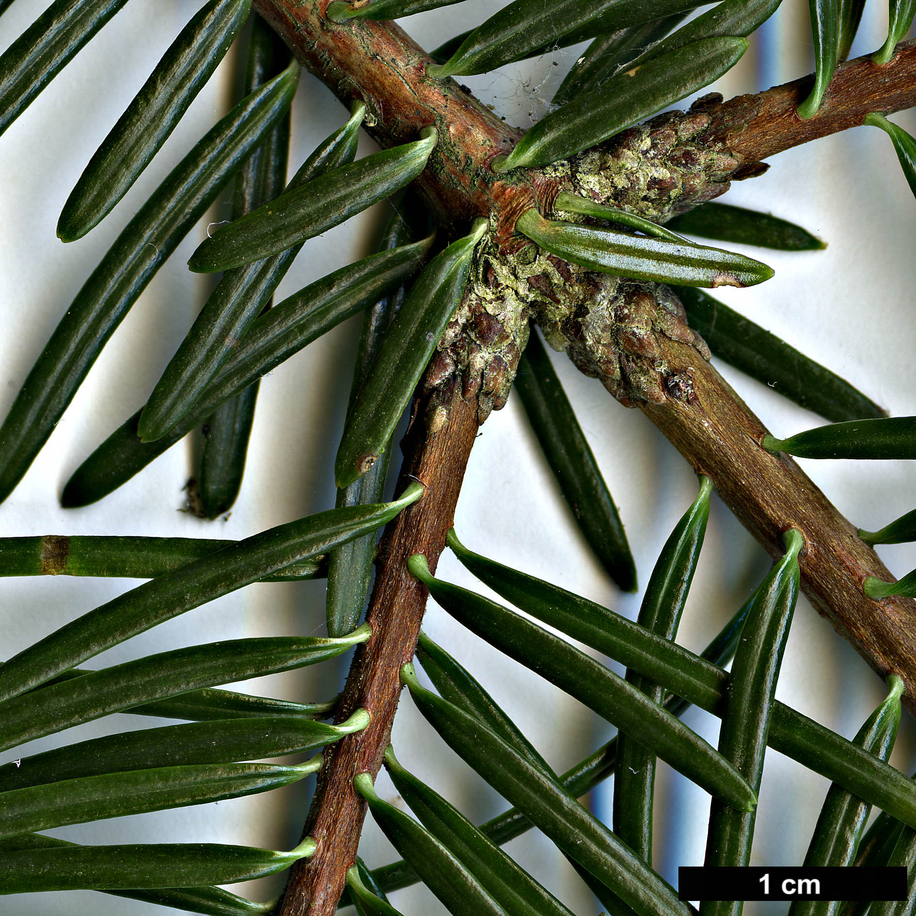 High resolution image: Family: Pinaceae - Genus: Abies - Taxon: fordei