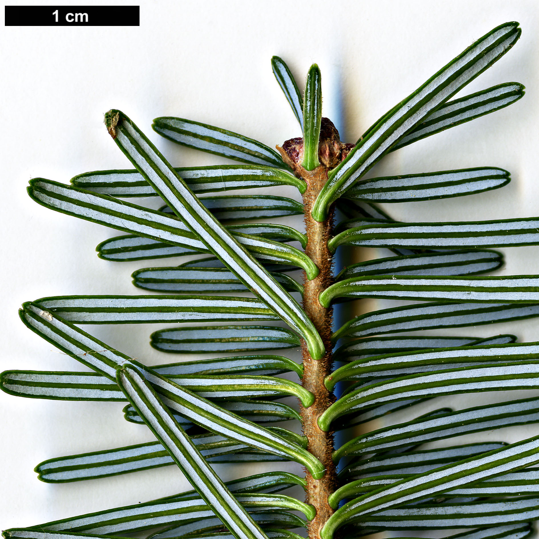 High resolution image: Family: Pinaceae - Genus: Abies - Taxon: fraseri