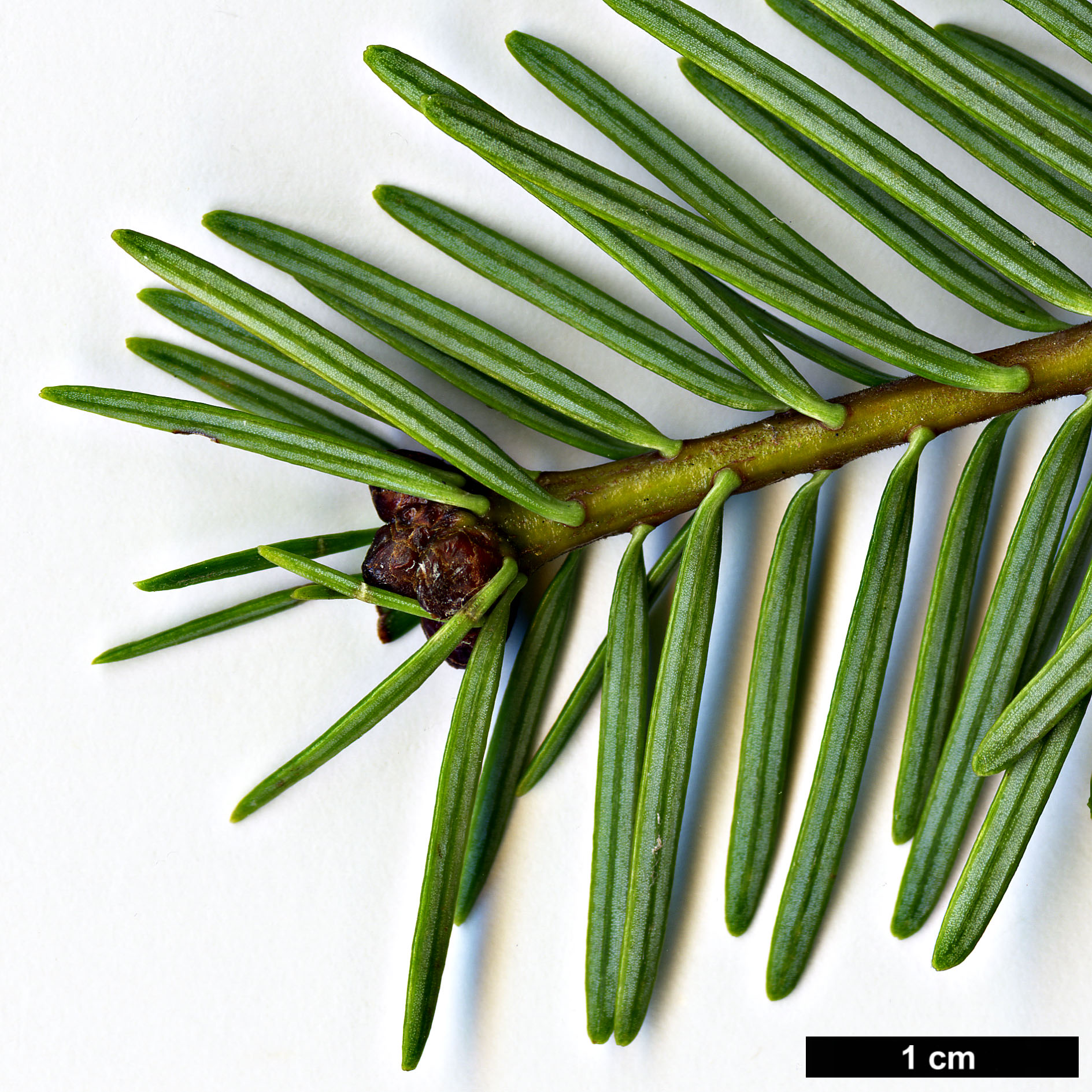 High resolution image: Family: Pinaceae - Genus: Abies - Taxon: guatemalensis