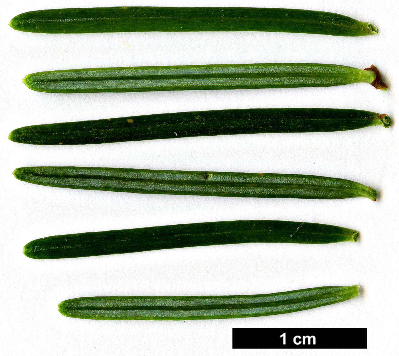High resolution image: Family: Pinaceae - Genus: Abies - Taxon: guatemalensis