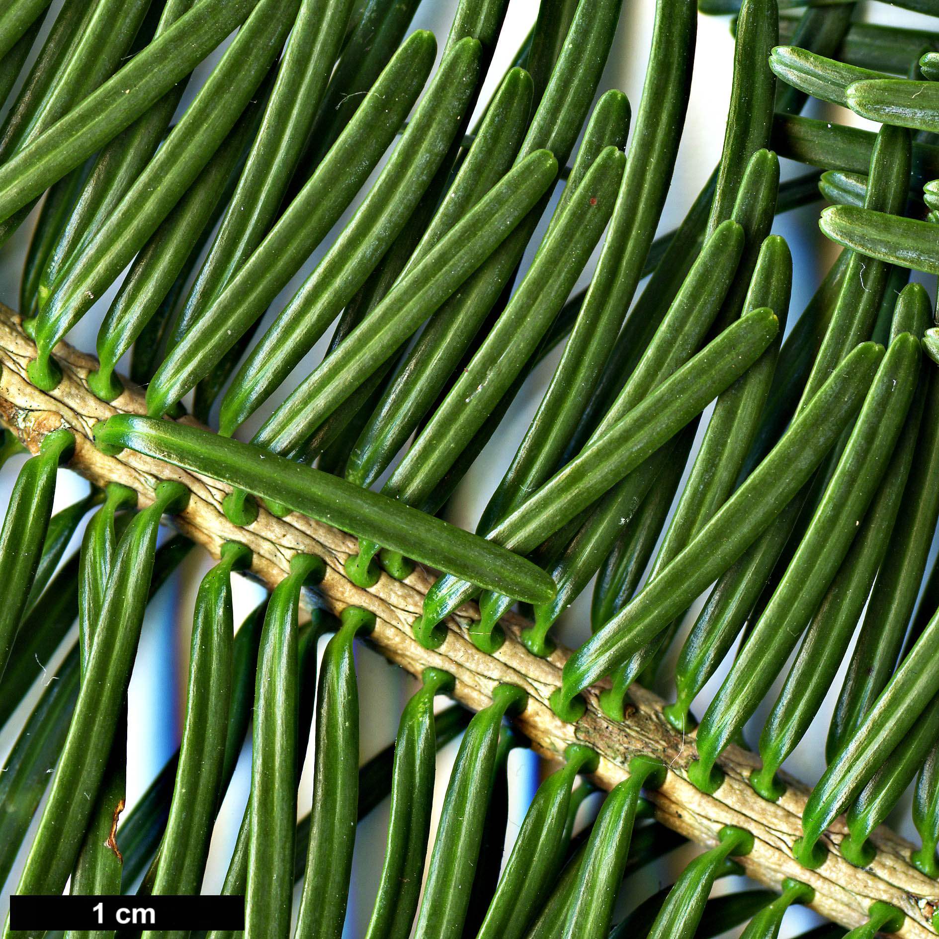 High resolution image: Family: Pinaceae - Genus: Abies - Taxon: homolepis