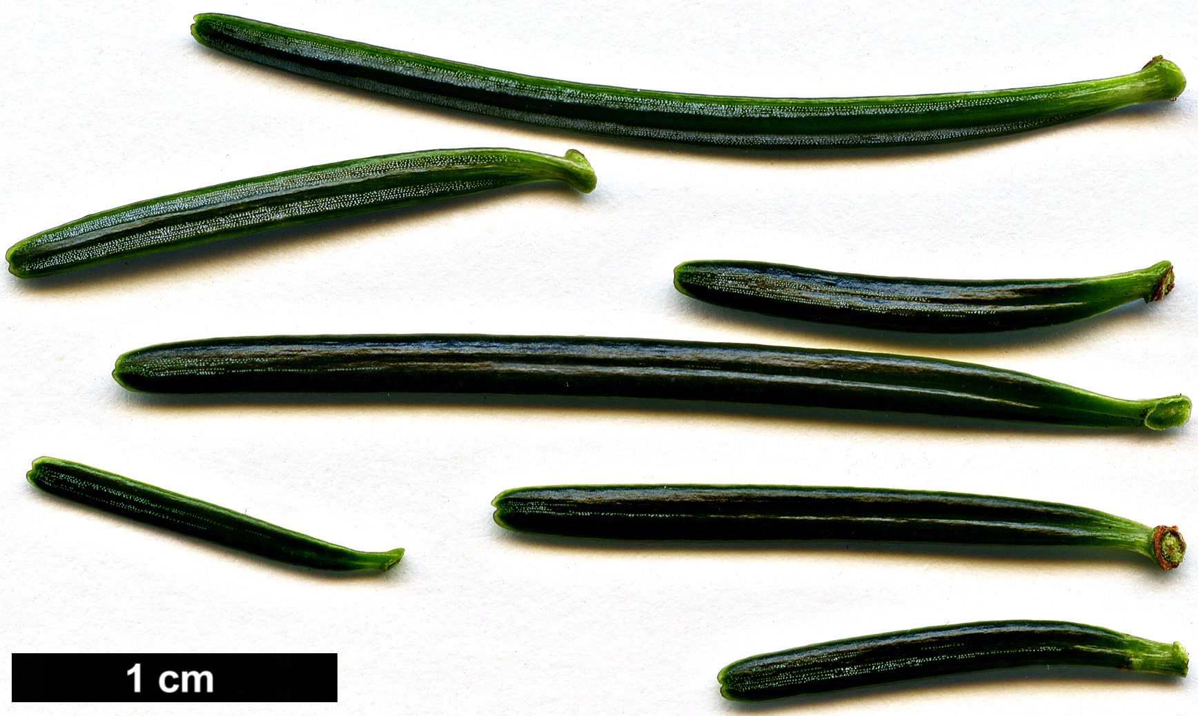 High resolution image: Family: Pinaceae - Genus: Abies - Taxon: kawakamii